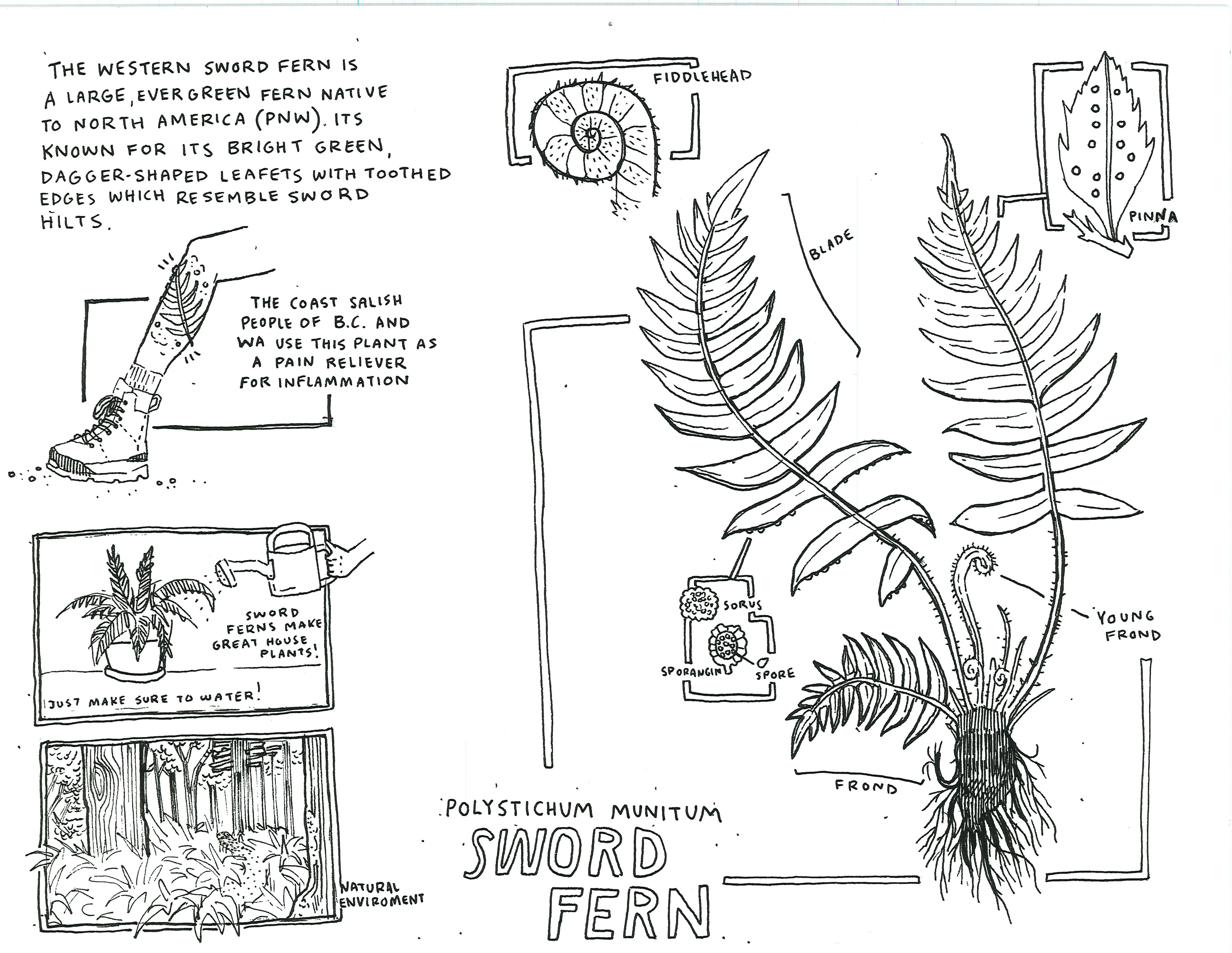 Hand-sketched artwork depicting a sword fern’s natural environment, fiddlehead, pinna, and fronds.